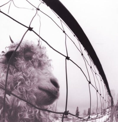 Pearl Jam - Versus album cover