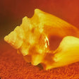 Allah-Las - Sirenas album cover, which is a photo of a sea shell with a very warm hue