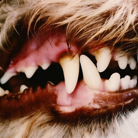 Lucius - Lucius album cover. 