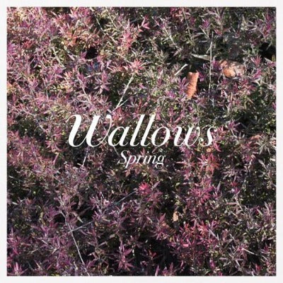 Wallows - Spring album cover